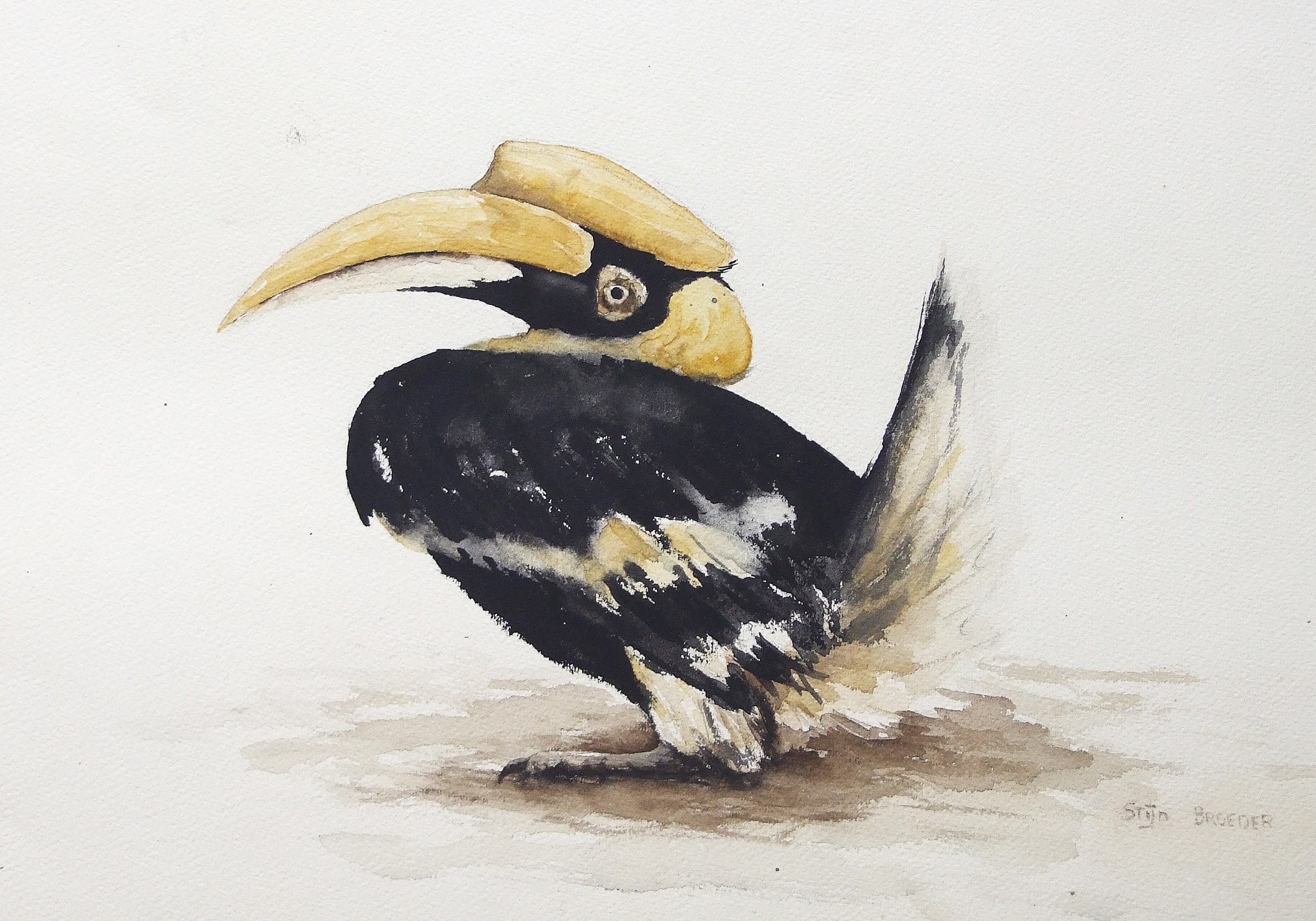 <b>1979 - neushoornvogel artis